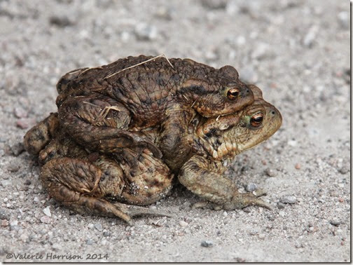 107-toads
