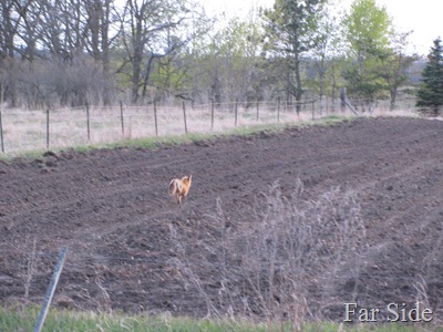 Fox running from the beef cattle