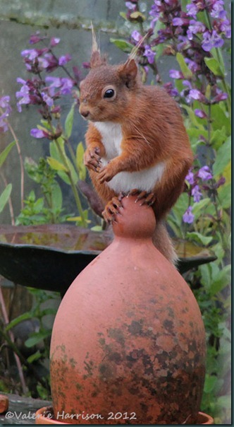 Red-Squirrel (2)