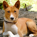 Basenjis Jigsaw Puzzle Apk