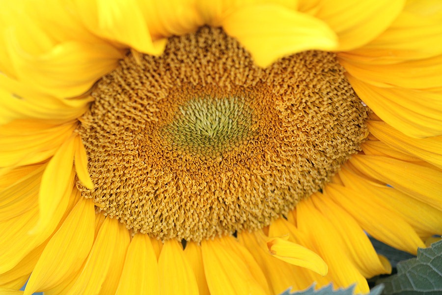 [110707_sunflowers_davis_222.jpg]