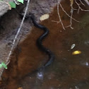 Water Moccasin/Cottonmouth/Black Moccasin