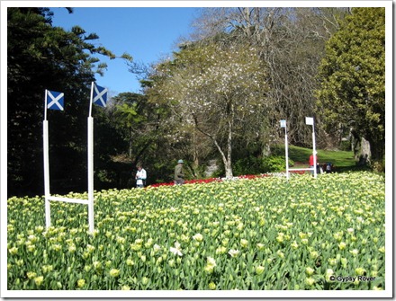 Rugby pitch in flowers with the flags of Scotland and Argentina at the Botanical Gardens.