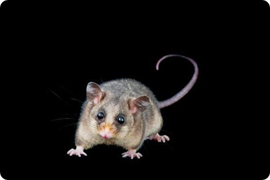 opossum opossum
