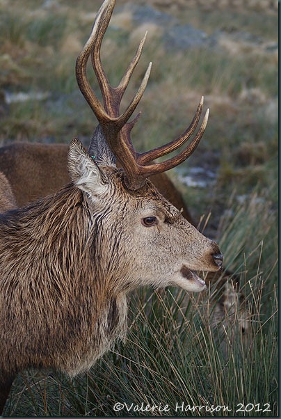25-red-deer