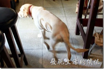 栗子咖啡的店狗叫CoCo(Gril)，已經12歲了，以狗的年紀來說算是有點老了，店家希望客人不要餵食牠，所以看牠一直在我們身邊晃來晃去的，還一付表情無辜樣，楚楚可憐的樣子。
