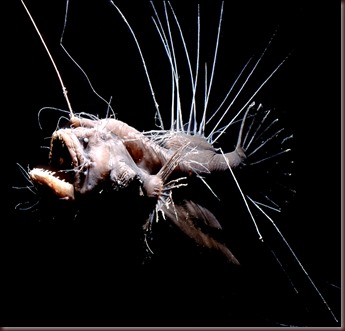 Amazing Animals Pictures Angler Fish (9)