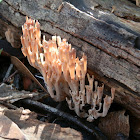 Peppery Coral Fungus