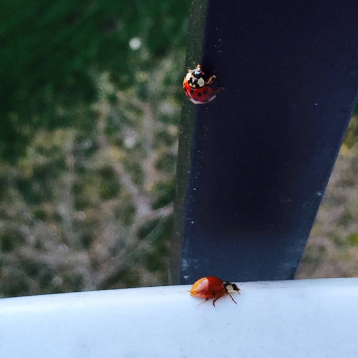 Asian Ladybird Beetle