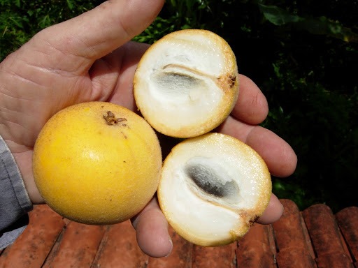 [Pouteria-torta3.jpg]