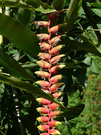 Flora Sri Lanka: floare bananier