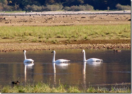 The swans again