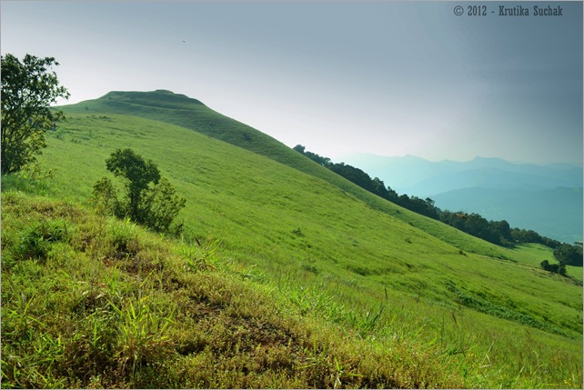 Kodachadri Grass lands