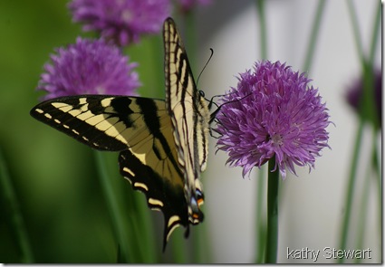 Western Swallowtail on Chive blossom