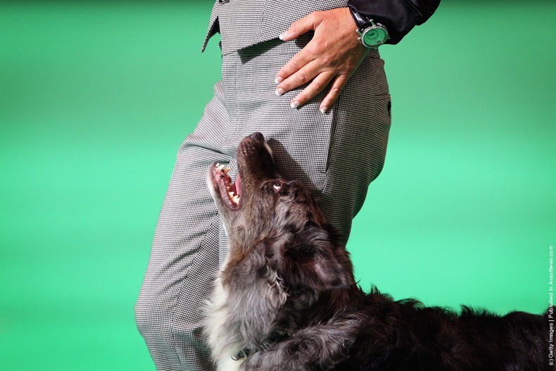 crufts-2012-14