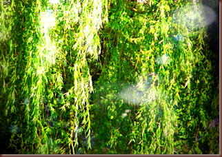 Willow Branches