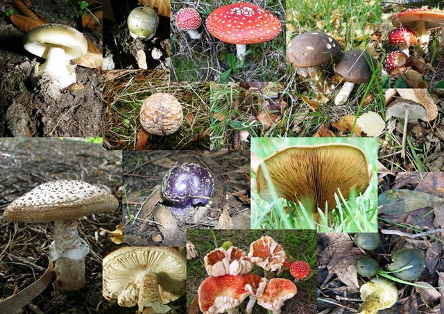 [nirvana%2520fungi%255B3%255D.jpg]