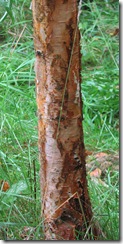 20110904 Metre birch trunk 005
