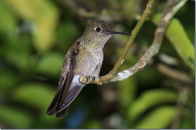 Sombre_Hummingbird-1
