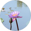 Image Google de Lyn LynLyn
