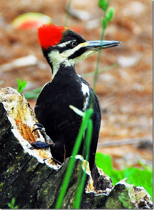 Woodpecker 2 (2)