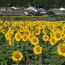 葛城,ひまわり(IMGP0475,645Z)2014yaotomi_.jpg