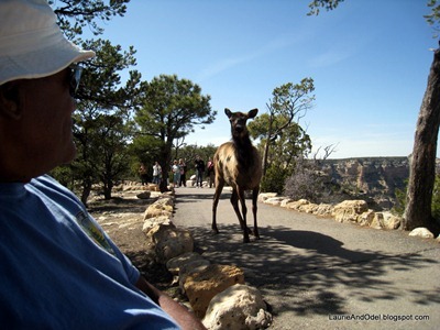 OK with Elk at Grand Canyon