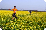 1356167402-the-colors-have-to-be-covered-in-yellow-mustard-flowers_1688959 1356167402-the-colors-have-to-be-covered-in-yellow-mustard-flowers_1688959