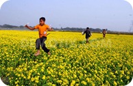 1356167402-the-colors-have-to-be-covered-in-yellow-mustard-flowers_1688959