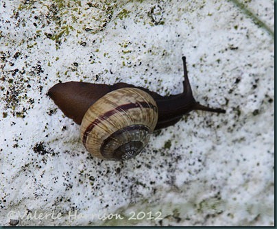 11-snail