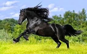 [Beautiful-Horse-043.jpg]