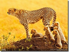 National Geographicصور