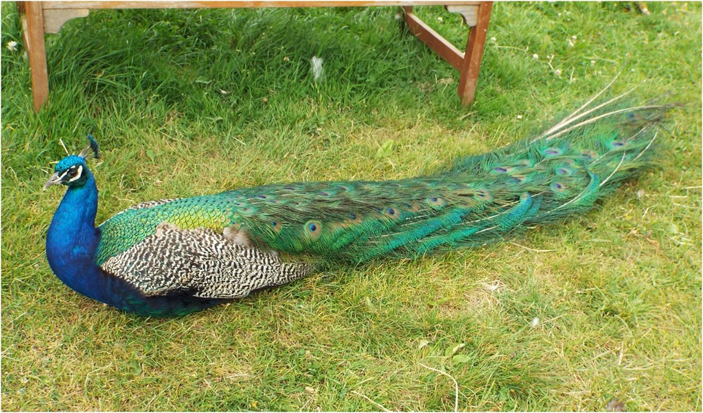 [stunning%2520feathers%2520at%2520aldingbourne%2520country%2520centre%255B4%255D.jpg]