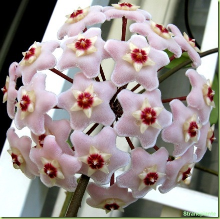 hoya carnosa fiori