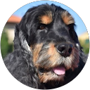 Image Google de Gus Forever
