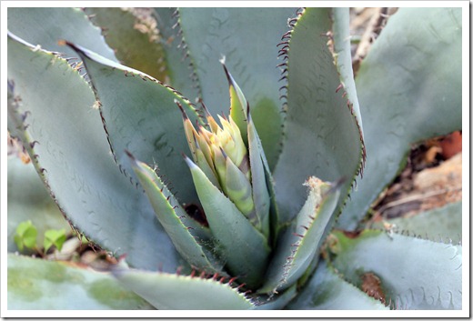 130503_Agave-parryi-with-flower-spike_05