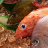 Seafood Puzzle mobile app icon