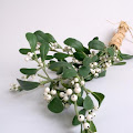 Mistletoe