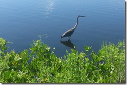 Crane by the path