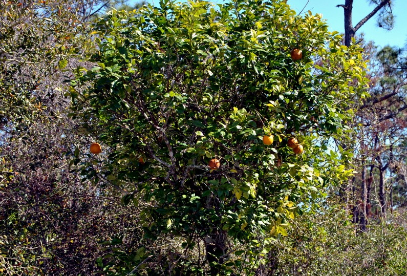 [21---Citrus-Trees.jpg]