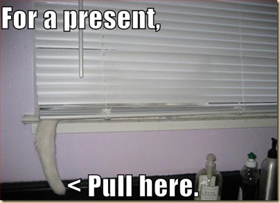 cat-blinds-tail-present