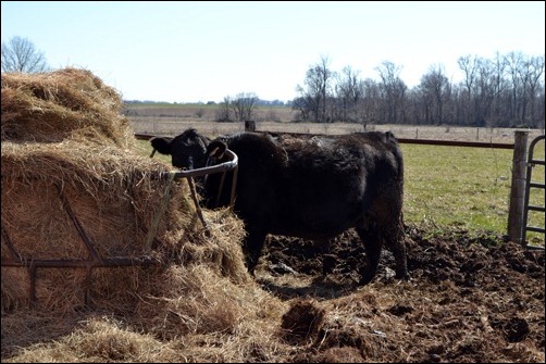 cow eating hay