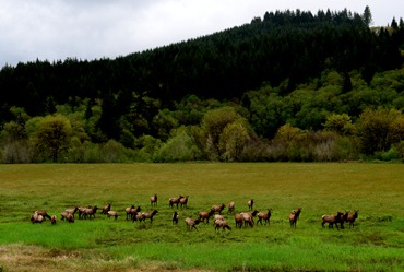 elk along Highway 34