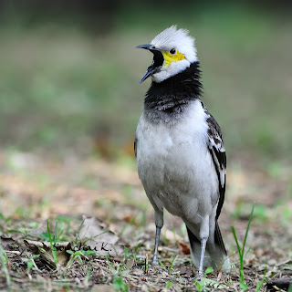 Download Mp3 aneka suara burung jalak jalak hongkong