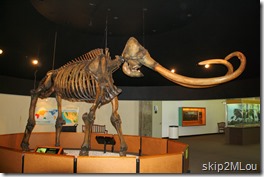May 31, 2013: Columbian Mammoth skeleton recovered from the tar