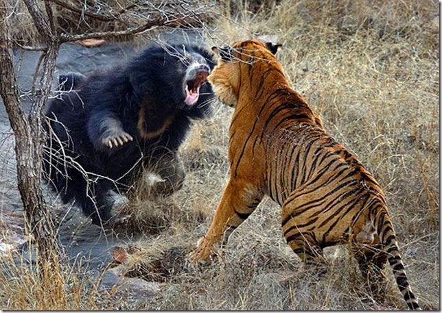 bear-fighting-tiger