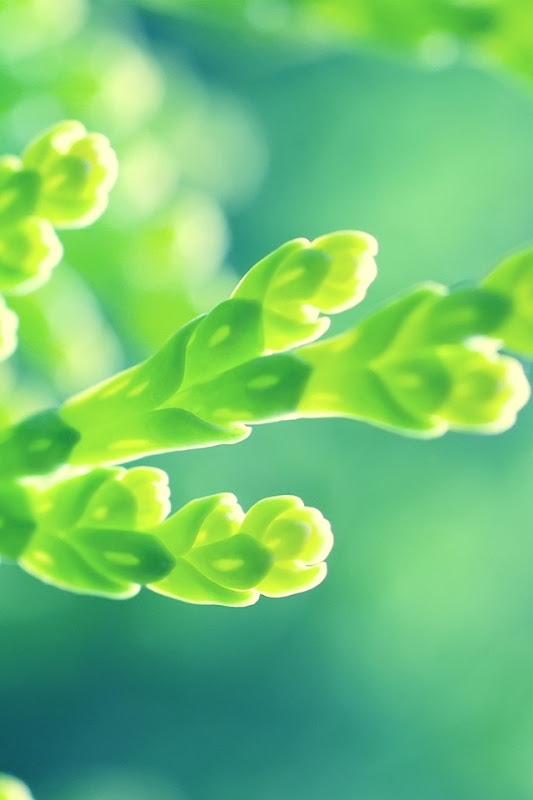 新緑 木のスマホ壁紙待ち受け2 女子にお勧め壁紙待ち受けまとめ