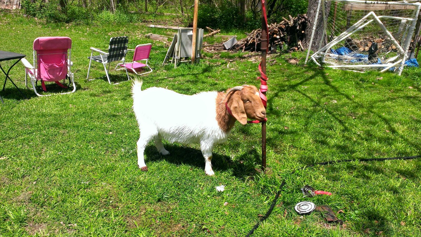 Our Journey Goat Bathing