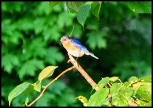 01f - birds - bluebird