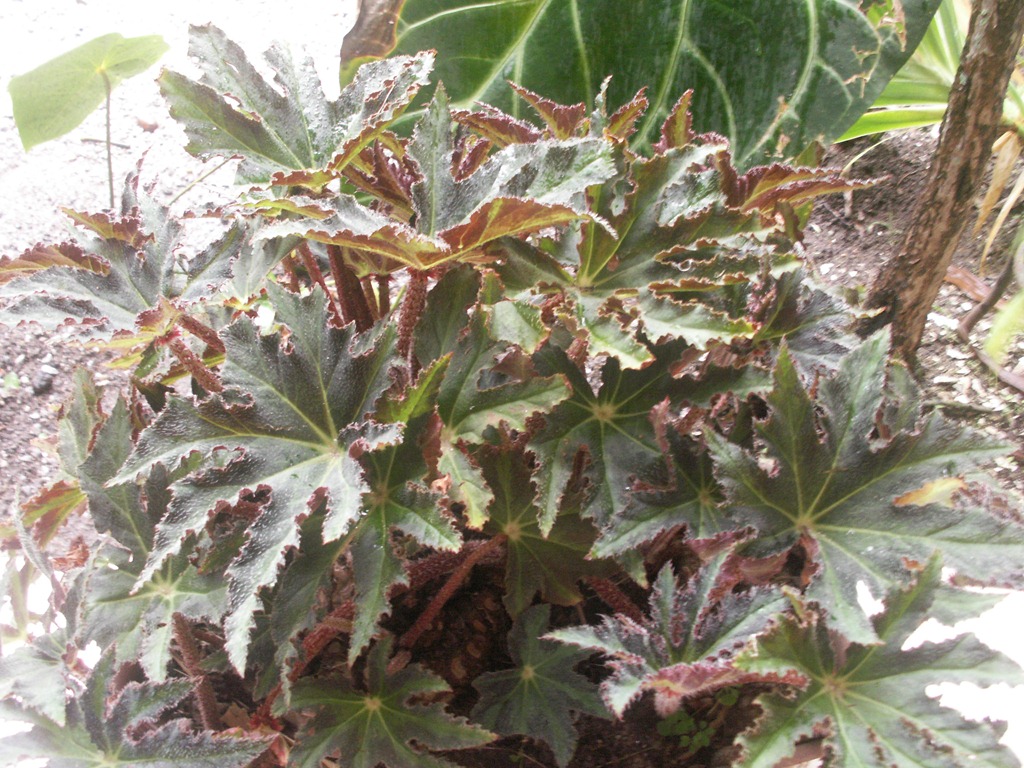[Begonia%2520Estrela1%2520%25282%2529%255B5%255D.jpg]